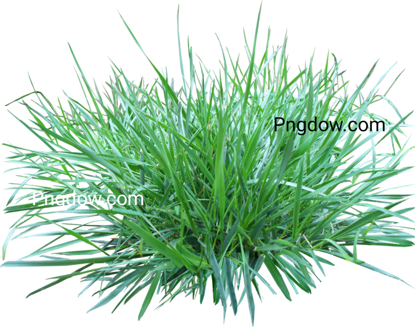 Grass flower PNG