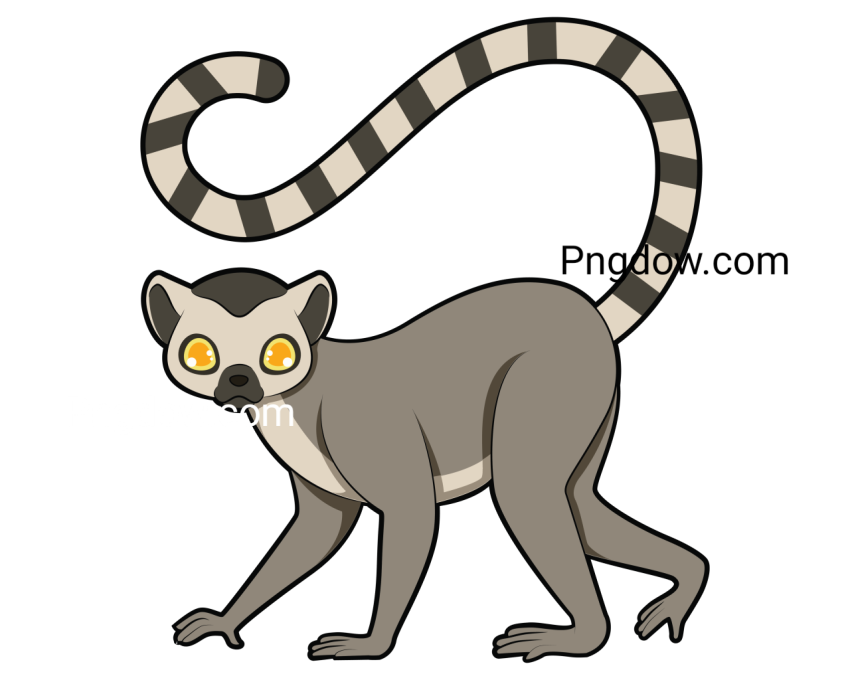 Lemur Illustration, transparent Background for free, (7)