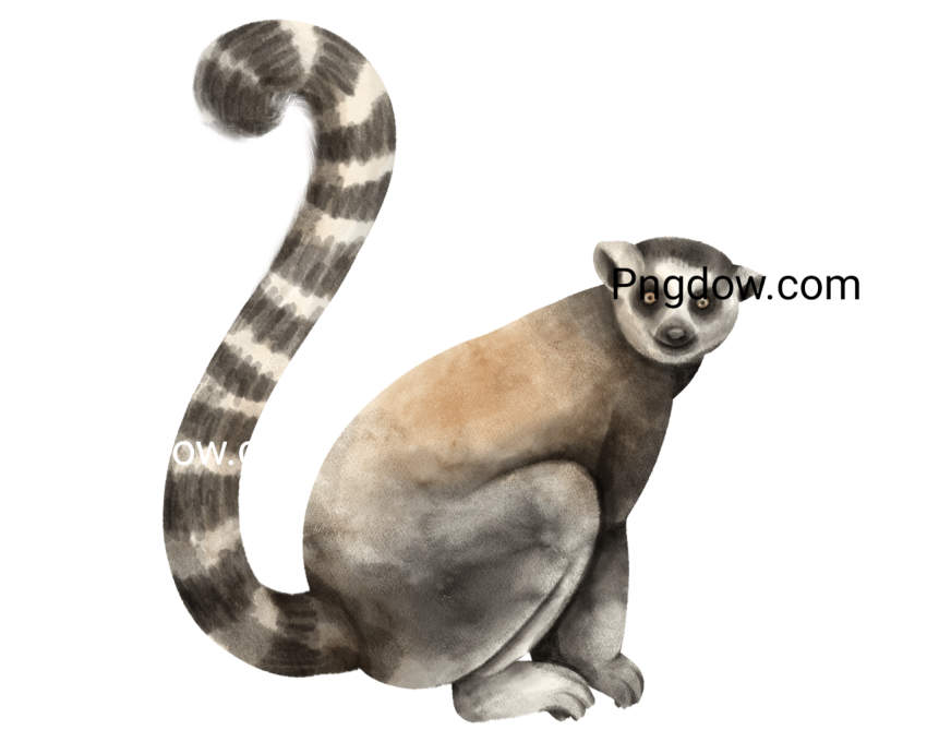 Lemur Illustration, transparent Background for free, (13)