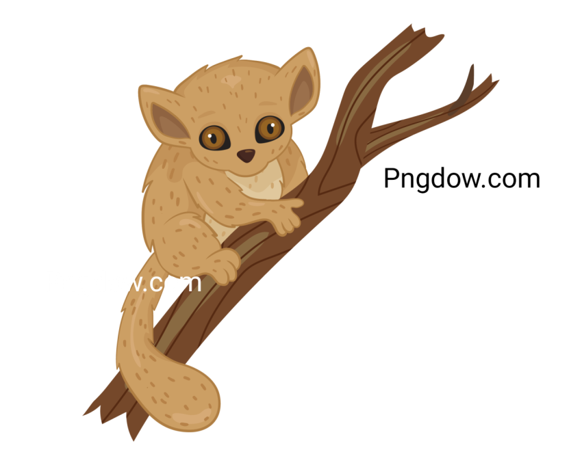 Lemur madagascar illustrated, transparent Background
