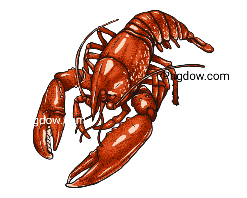 Lobster Animal Illustration, transparent Background for free, (11)