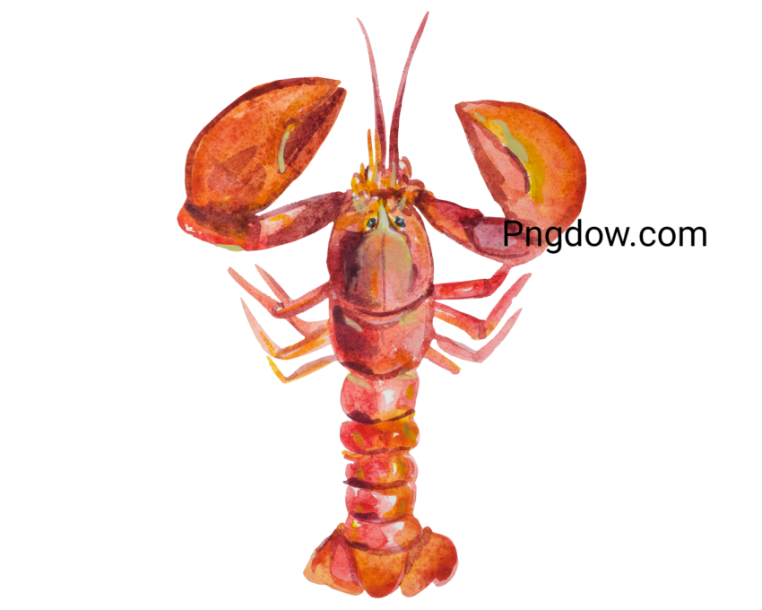 Lobster Animal Illustration, transparent Background for free, (15)