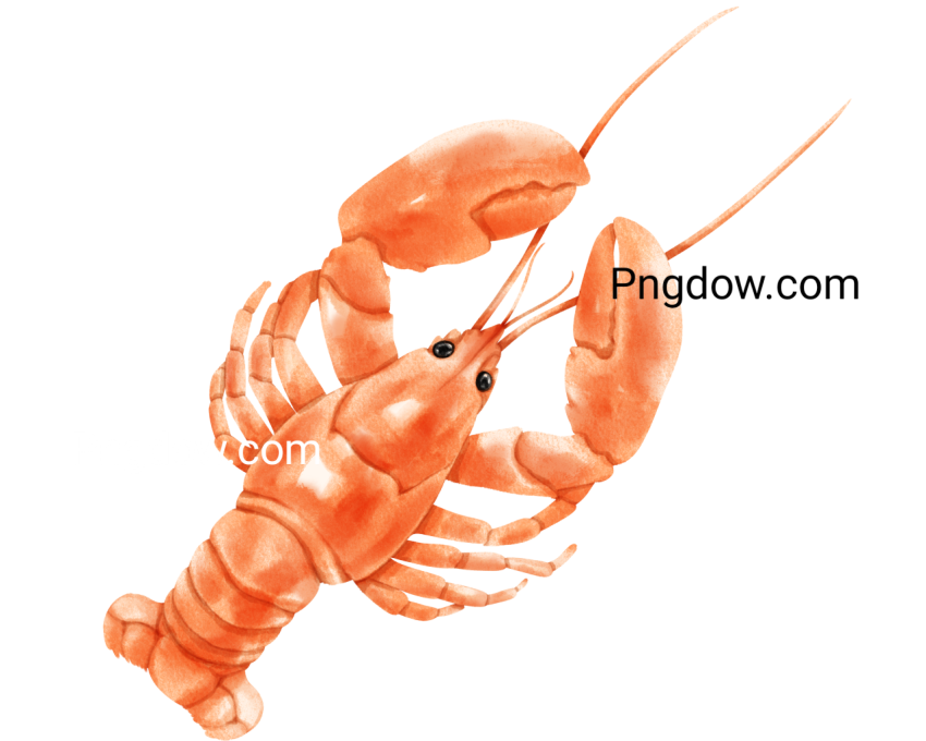 Lobster Animal Illustration, transparent Background for free, (7)