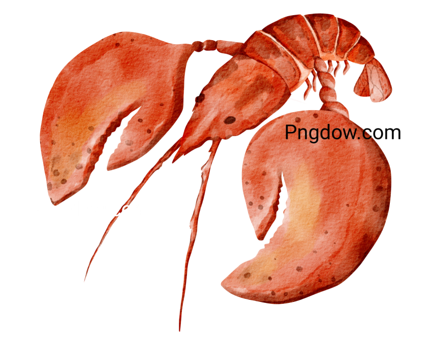 Lobster Animal Illustration, transparent Background for free, (14)