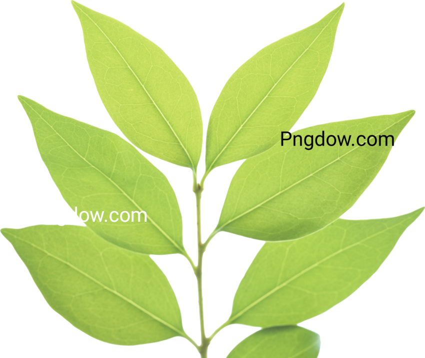 Download Free Transparent Green Leaf PNG Image for Creative Projects