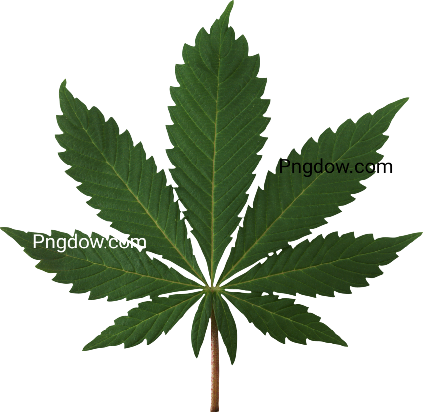 Discover Free Transparent Cannabis PNG Images for Your Creative Projects