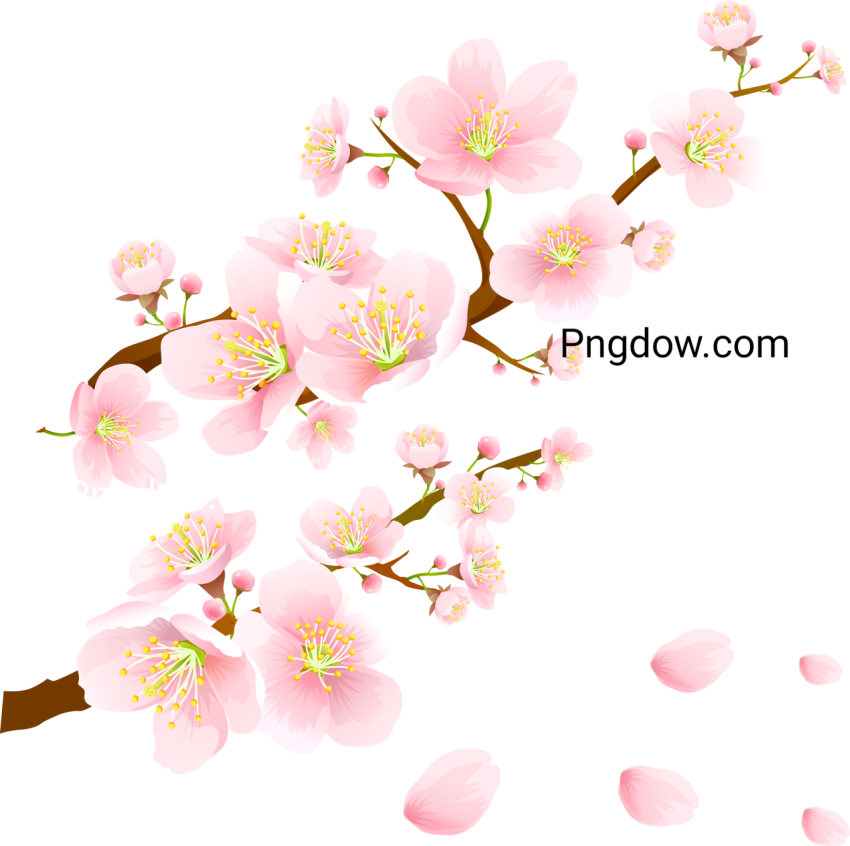 Sakura image PNG transparent