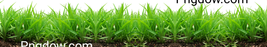 Grass PNG image with transparent background Grass PNG