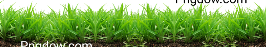 Grass PNG image with transparent background Grass PNG - Photo #16215 ...