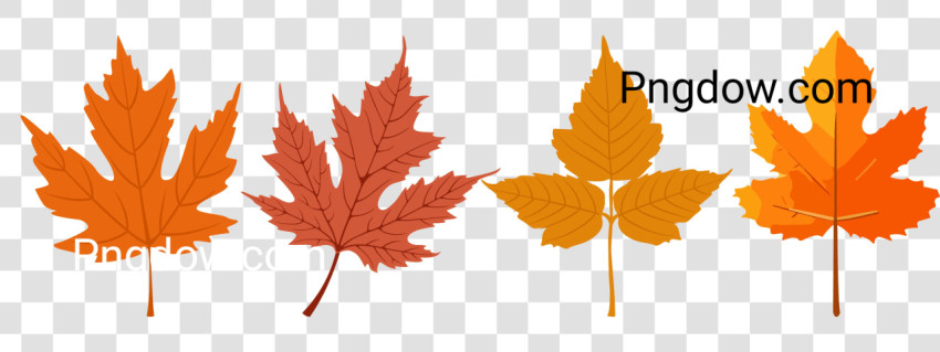 Collection of autumn leaves on transparent background, svg