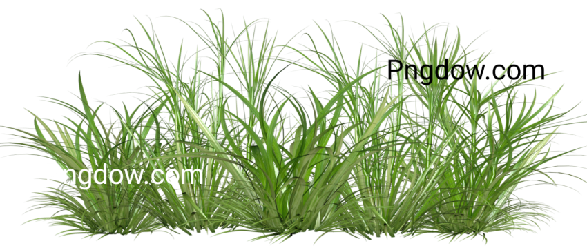 Download Grass PNG