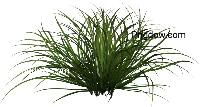 Free download Grass flower images