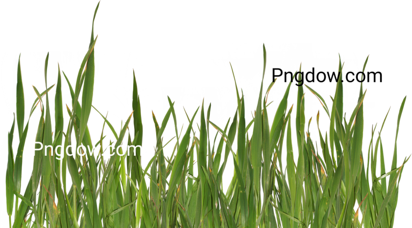 Grass plant PNG