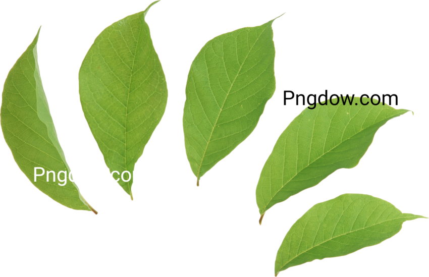 Download Free High Quality Green Leaf PNG Image for Your Design Projects