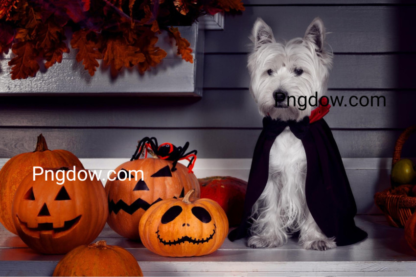 Dog in Halloween Dracula costume