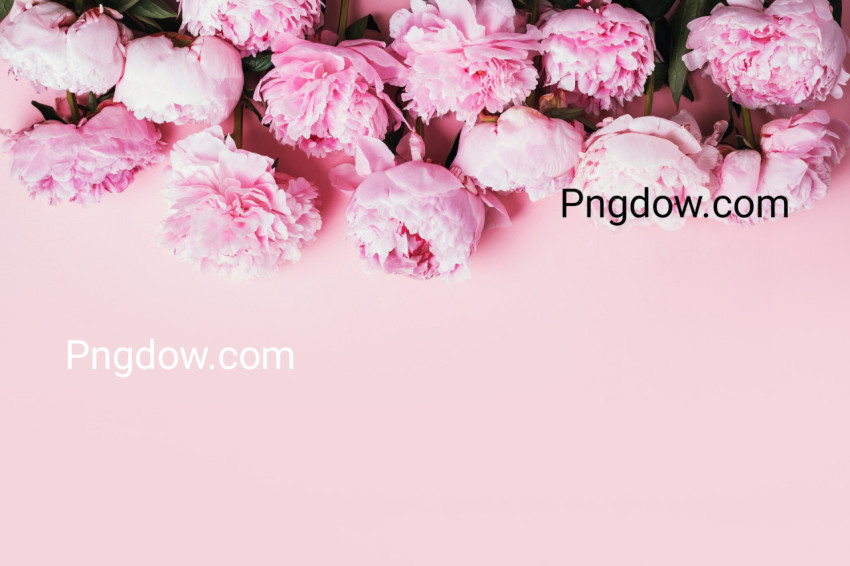 Peony Flowers on Pink Background