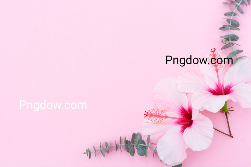 Hibiscus Flowers on Pink background