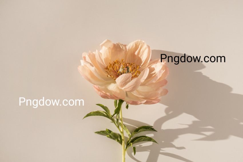 Pink Peony Flower on Beige Background