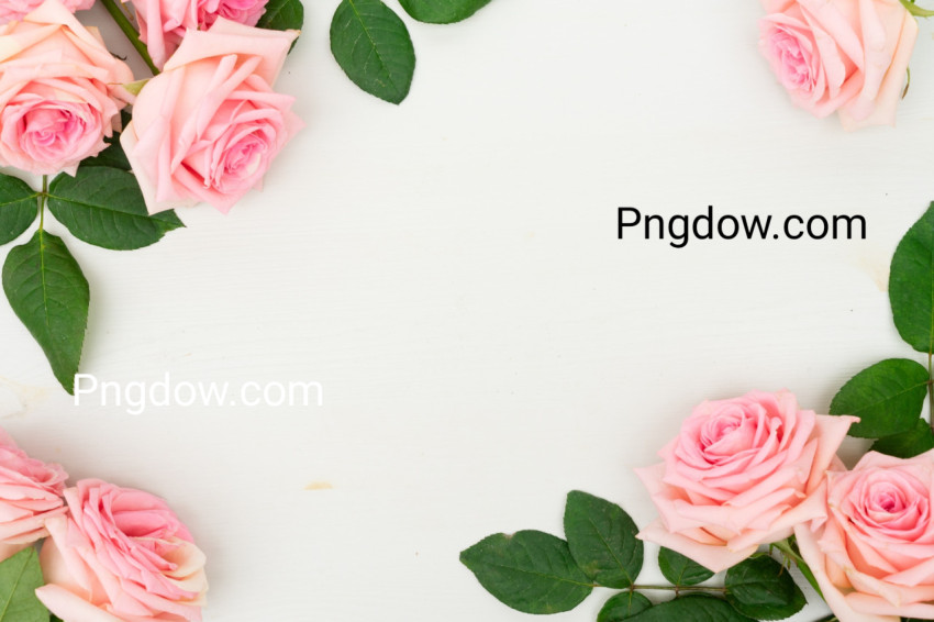 Pink Roses Flatlay background free