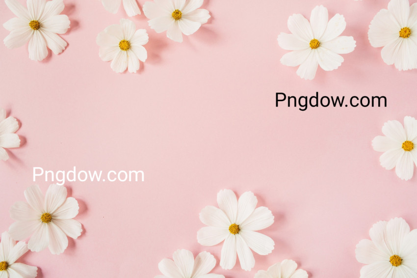 White Flowers Flatlay on Pastel Pink Background
