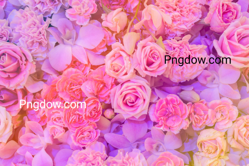 Pink flower background for free download