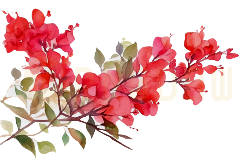 Red bougainvillea watercolor isolated transparent background