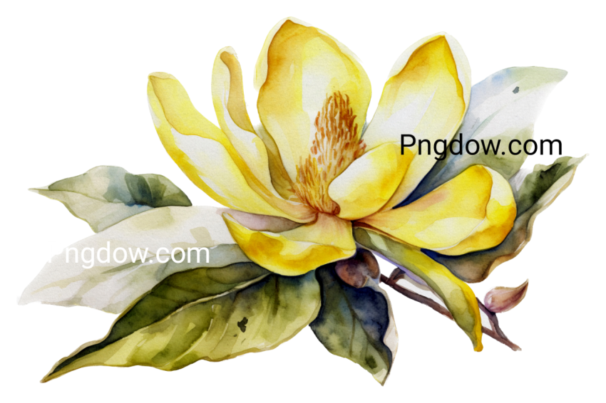 Yellow Magnolia watercolor isolated transparent background