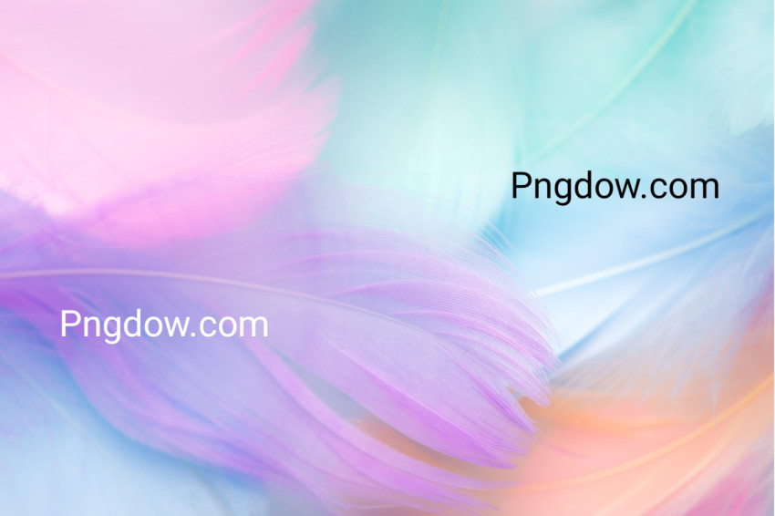 pastel colour feather abstract background for free download