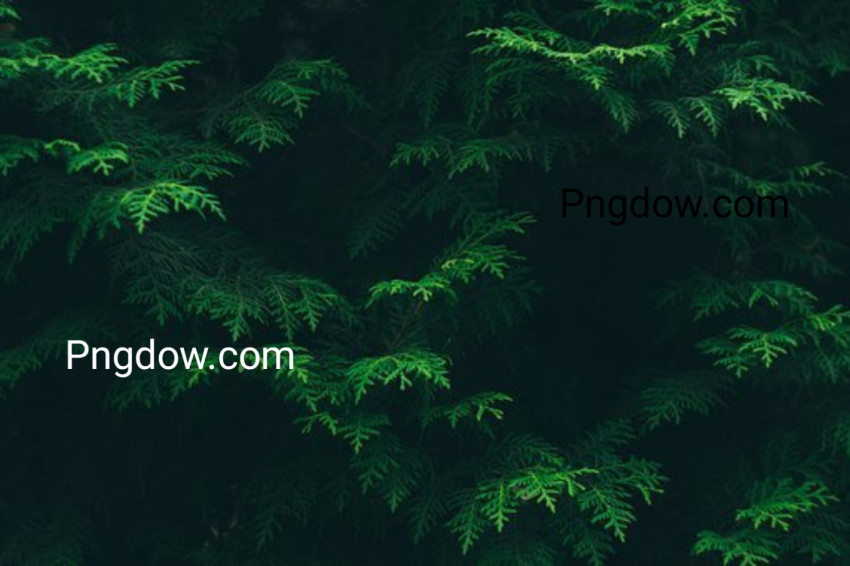 green background images, for free