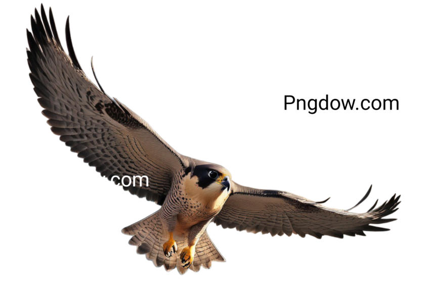 Image of a peregrine falcon in flight