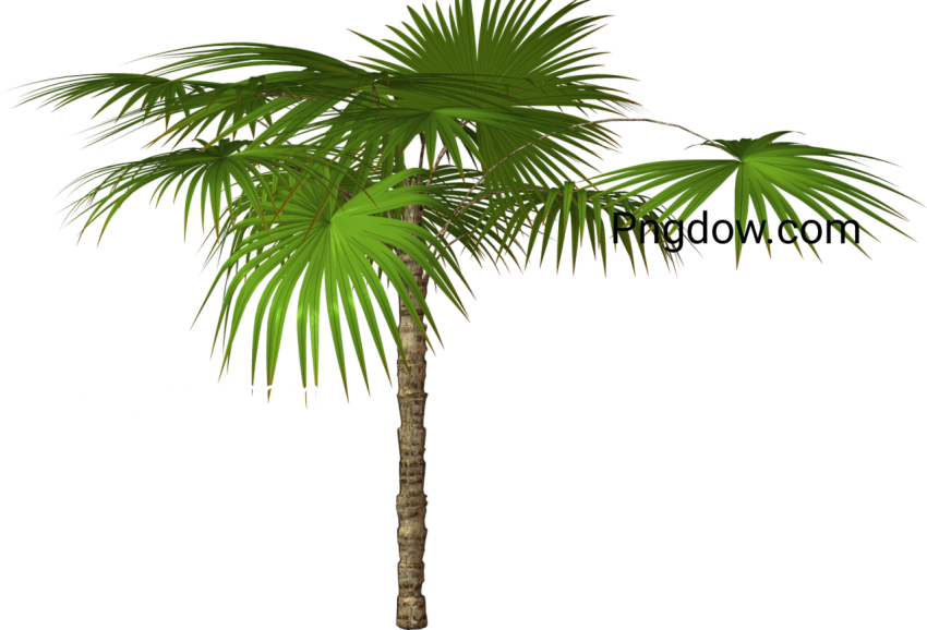 Jungle png image for free