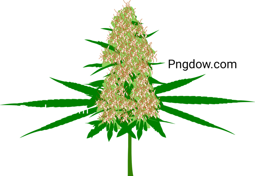 Download Free High Quality Cannabis PNG Images for Your Designs