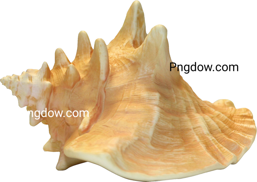 Download Stunning Conch PNG Images for Free   High Quality and Royalty Free (9)