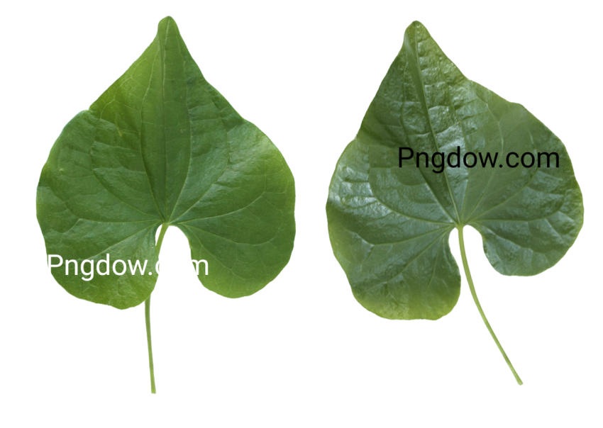 Download Free Green Leaf PNG Image   High Quality Transparent Illustration