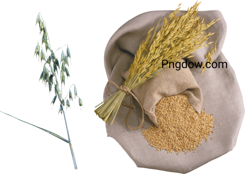 Pngimg com   wheat PNG98