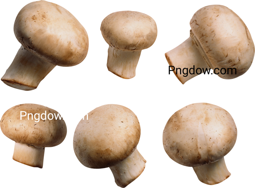 Mushroom vector PNG