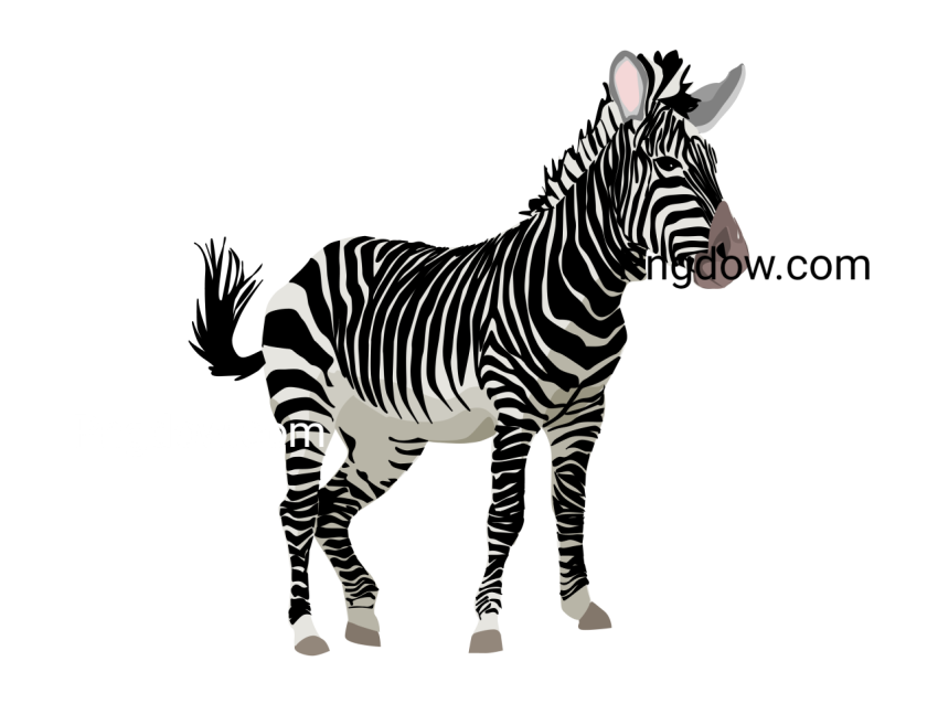Zebra image,Zebra Free images, (1)