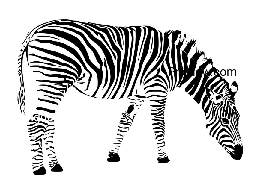 Zebra image,Zebra Free images, (6)