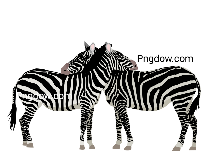 Zebra image,Zebra Free images, (2)