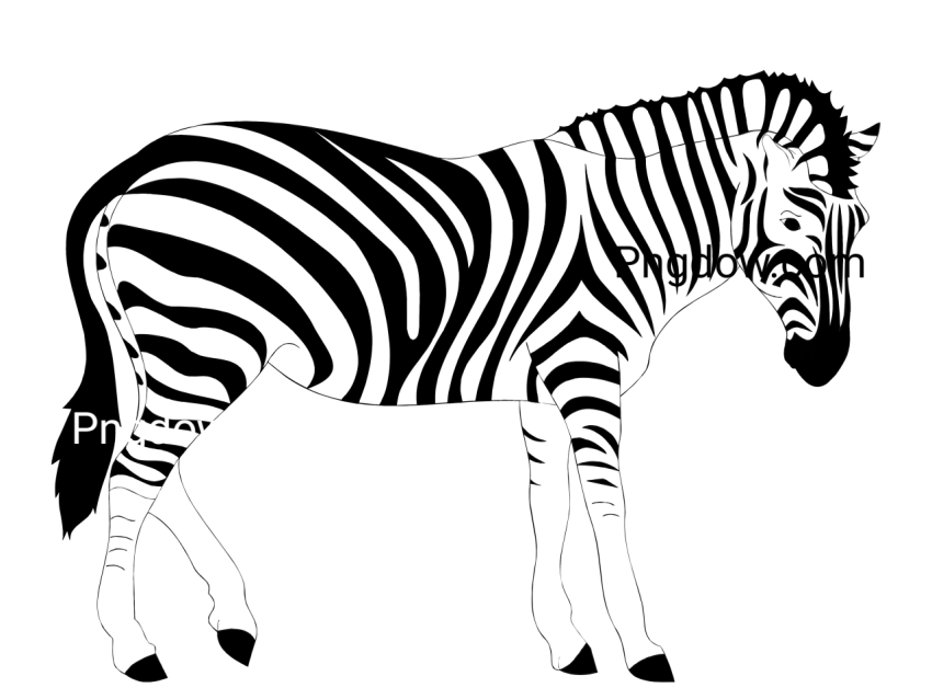 Zebra image,Zebra Free images, (3)