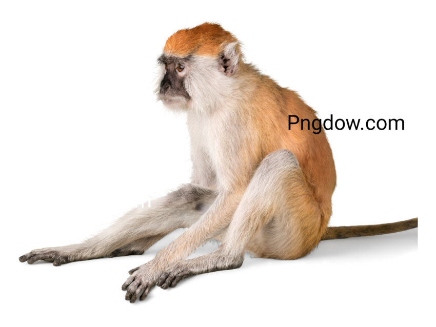 Monkey image,Monkey Free images, (2)