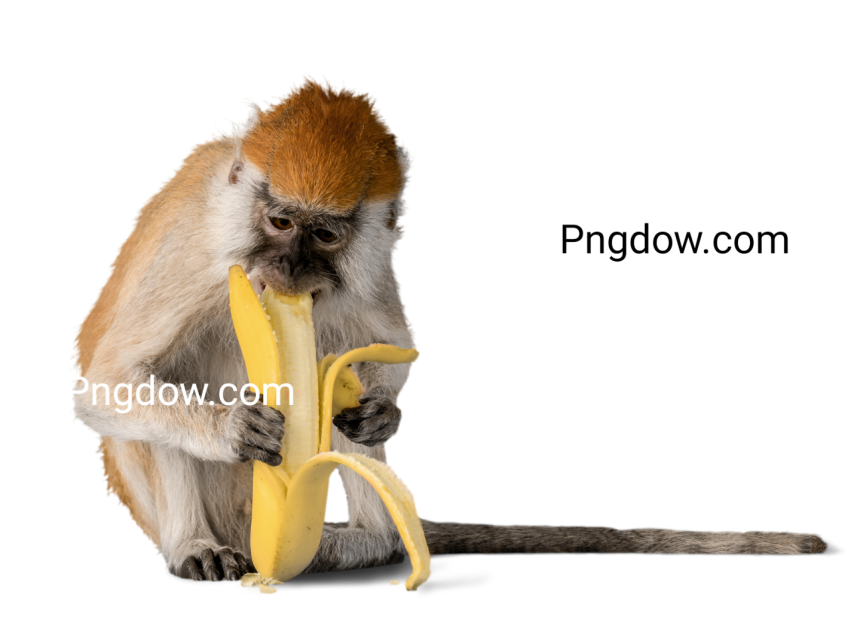 Monkey image,Monkey Free images, (1)