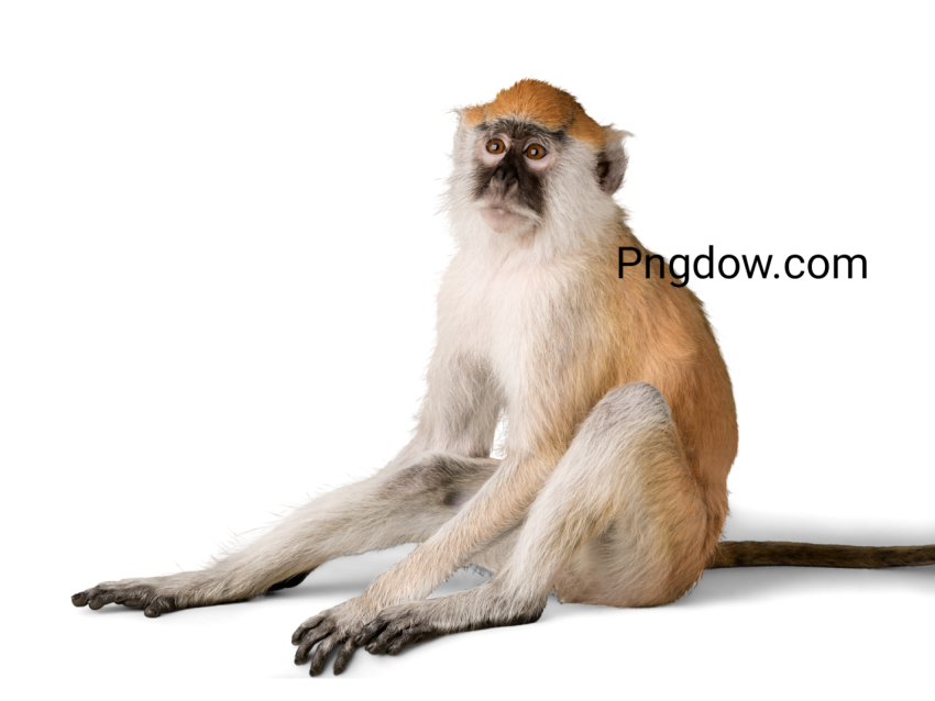 Monkey image,Monkey Free images, (3)