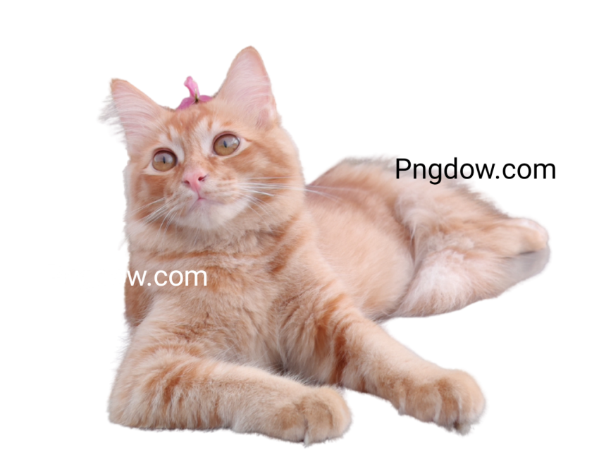 Cute Cat Cutout image, Cute Cat Cutout Free images, (5)