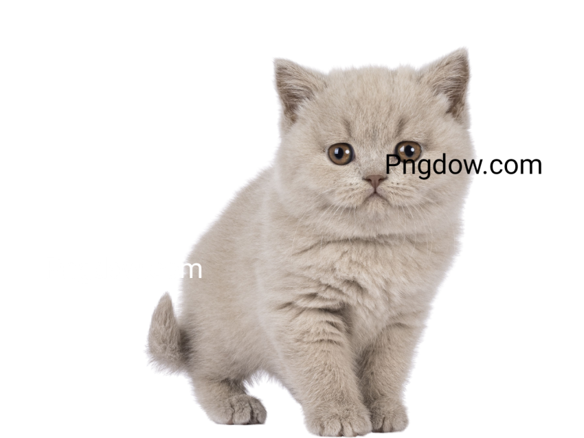 Cute Cat Cutout image, Cute Cat Cutout Free images, (3)