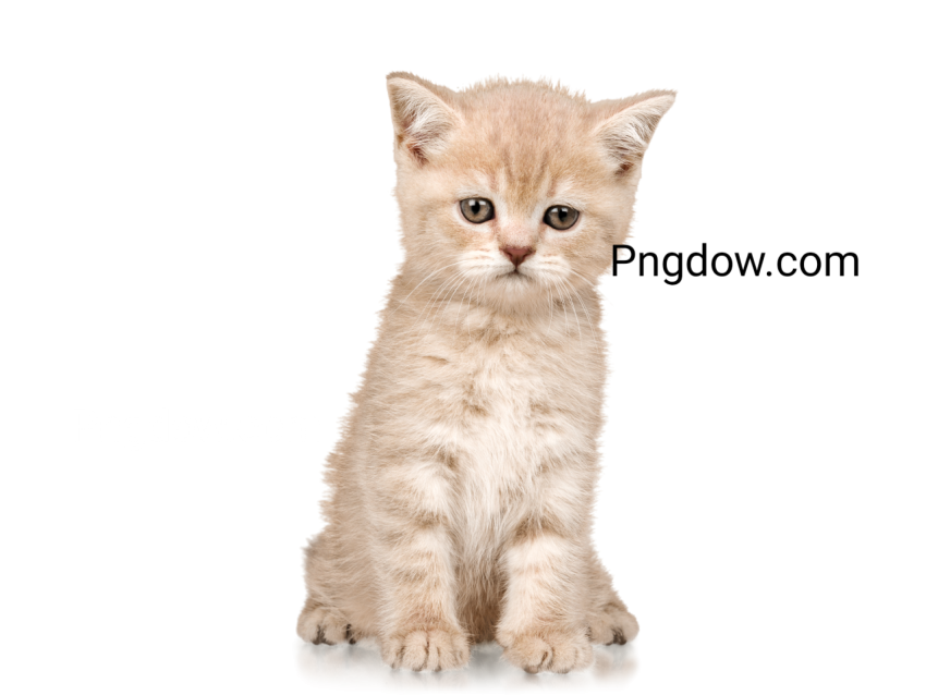 Cute Cat Cutout image, Cute Cat Cutout Free images, (6)