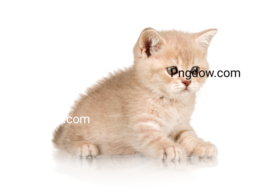 Cute Cat Cutout image, Cute Cat Cutout Free images, (1)