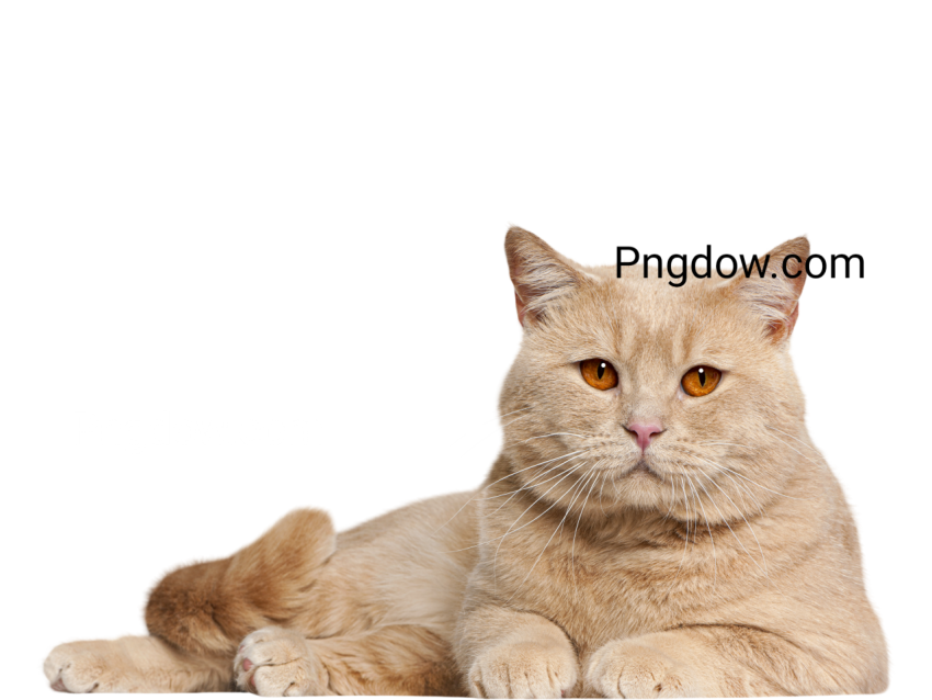 Cute Cat Cutout image, Cute Cat Cutout Free images, (4)
