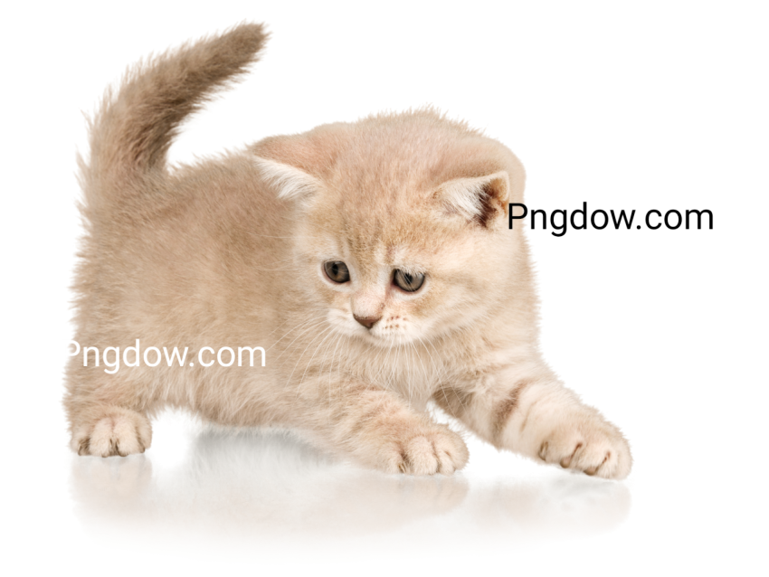 Cute Cat Cutout image, Cute Cat Cutout Free images, (7)