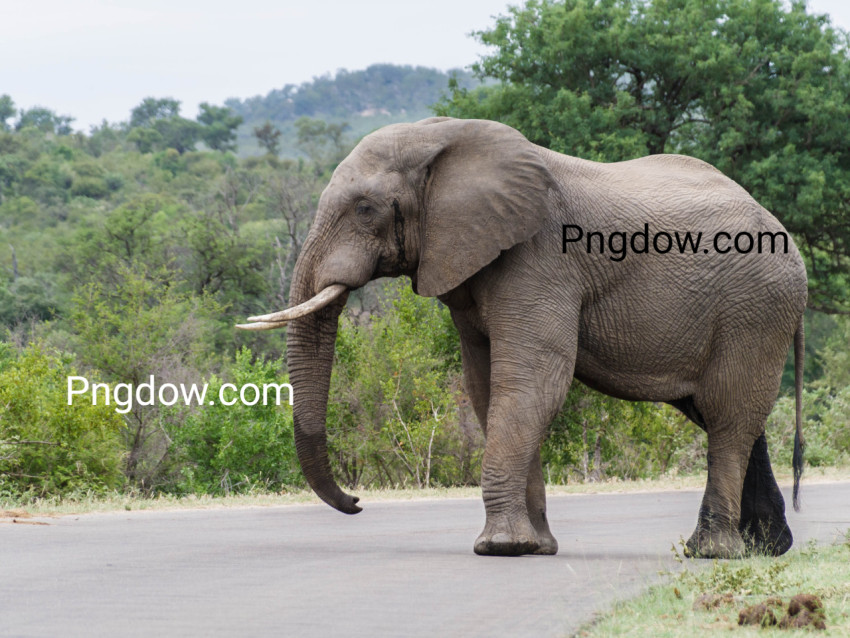 Elephant image, Elephant Free images, (4)